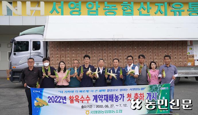 전남 서영암농협, 계약재배 옥수수 출하 완료…사업량 1년새 갑절
