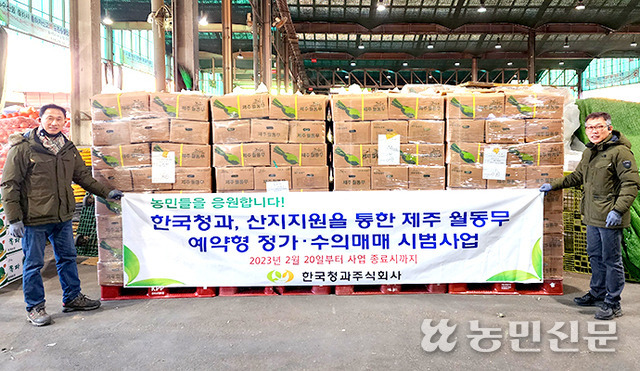 한국청과, 제주 겨울무 가격지지 나선다
