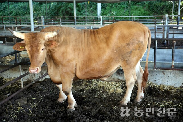 경북 상주 ‘명실상감한우’ 1300㎏ 슈퍼한우 등장