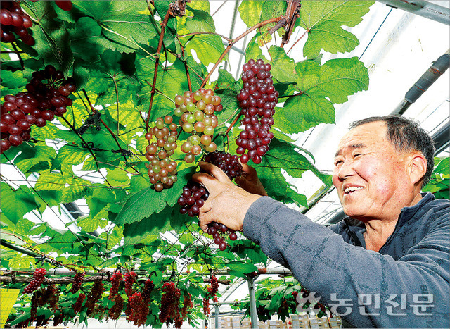 탱글탱글 포도송이