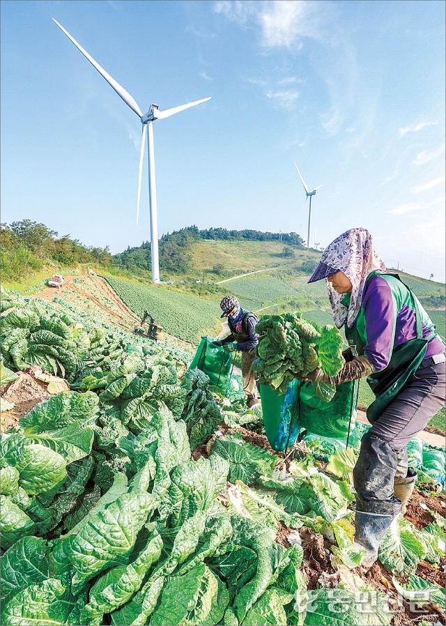 고랭지배추 수확 분주