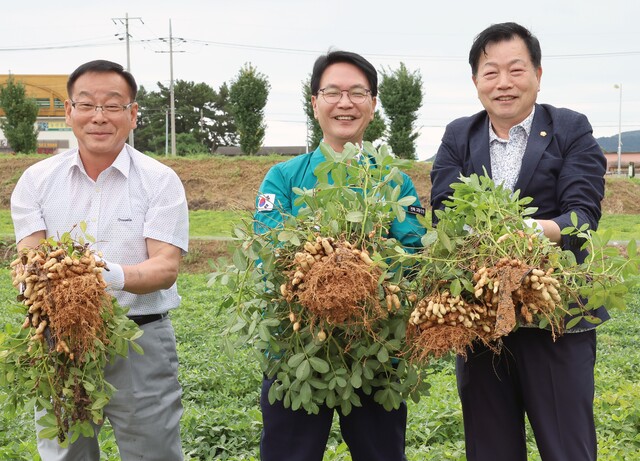 고창 대성농협, 명품 땅콩 출하 본격화…농가 소득 증대 박차