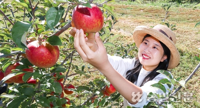 사과 따고 주민들과 어울리고…시골살이 나름 매력있네