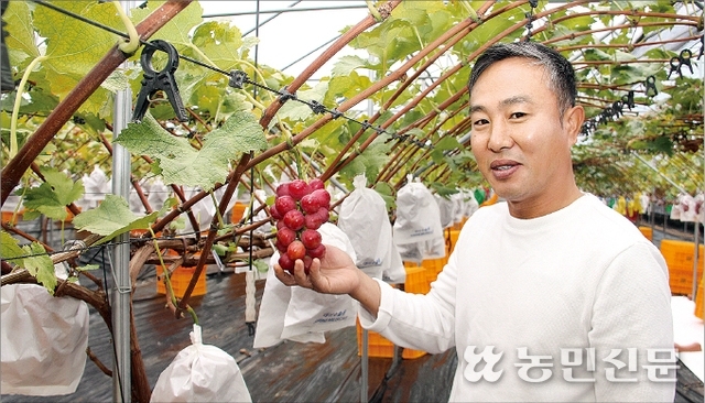 샤인머스캣 쏠림 탈피…포도 품종 다변화 바람