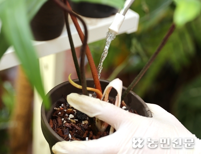 [반려식물] 성큼 다가온 봄…싱그러운 초록 물결 집안에 담다