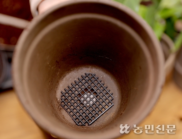[반려식물] 성큼 다가온 봄…싱그러운 초록 물결 집안에 담다