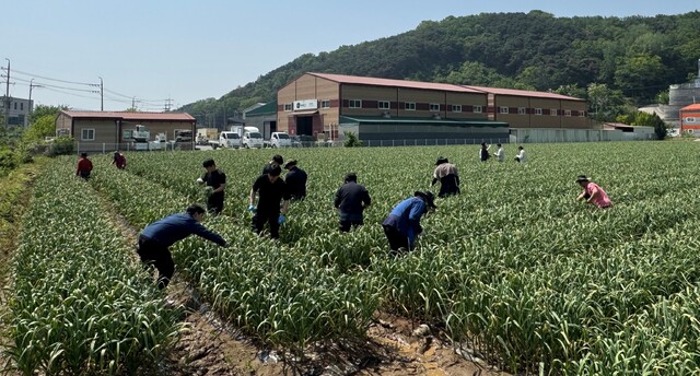 농협 고령축산물공판장, ‘자매마을’서 일손 거들어