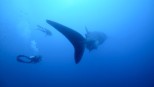 2025 International Marine Film Festival: Celebrating Marine Conservation