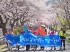 남해군 '봄맞이 노량 벚꽃길 걷기축제'
