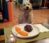 생일파티가 고마운 개, 흐뭇한 미소 살살 녹네