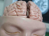 사회가 복잡해질수록 인류의 뇌가 작아진 까닭은? 