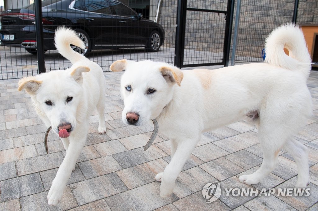 [강원 고성소식] 청와대 분양 풍산개 새 이름 '해랑이'와 '금강이'