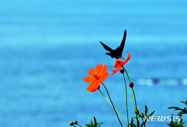 4. A Culinary Exploration of Namhae in Autumn 4. A Culinary Exploration of Namhae in Autumn
