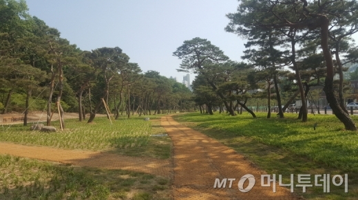 수원시, 노송지대 복원 시민에 개방…내년까지 계속