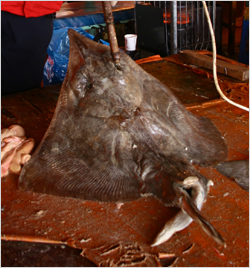 루저우라오자오 특곡 (泸州老窖特曲)