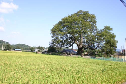 [그린 어메니티] 33. 경북 청도 성곡리