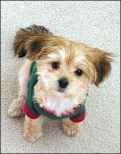 Orval Trappist Ale (오르발 트라피스트)