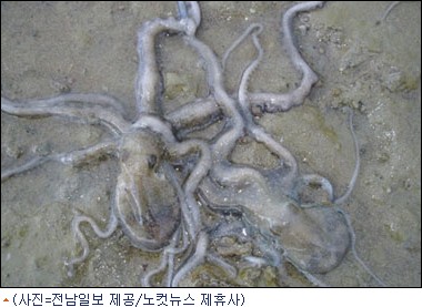 목포 세발낙지 (Mokpo Sebal Nakji)