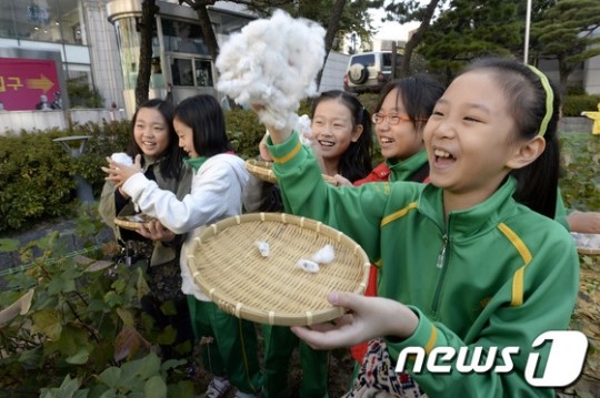 '목화를 직접 땄어요'