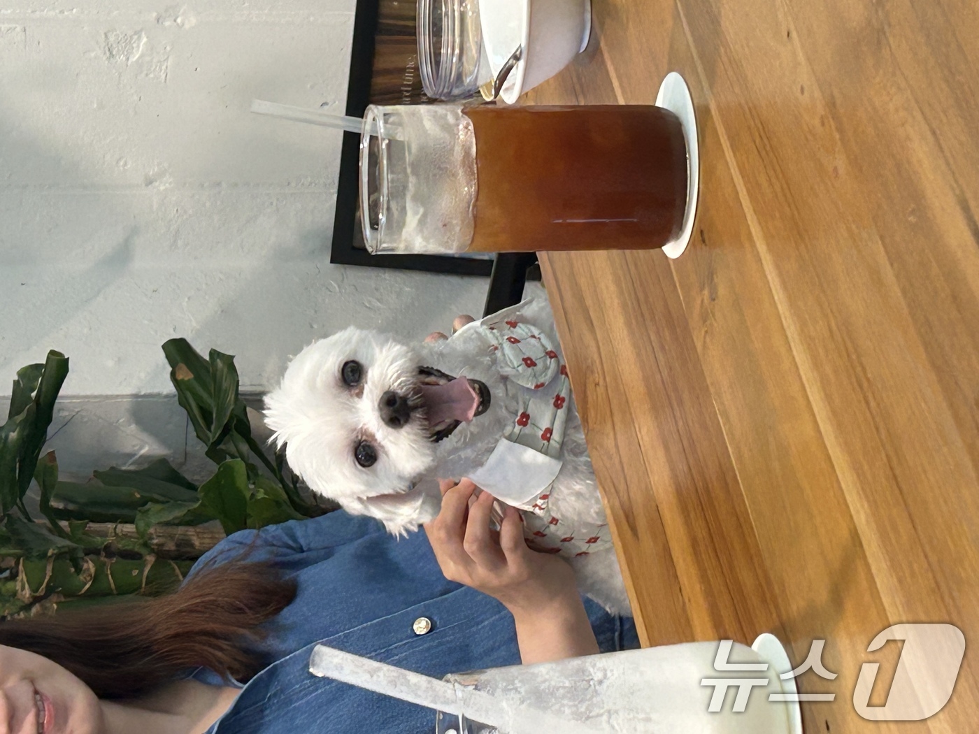 오백정 3