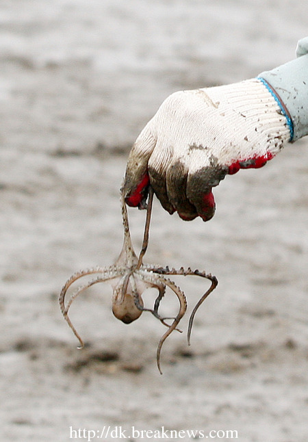 목포 세발낙지 (Mokpo Sebal Nakji)