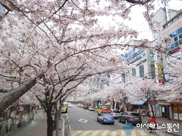 경산시 옥곡동, "흩날리는 벚꽃 속을 같이 걸어요~"