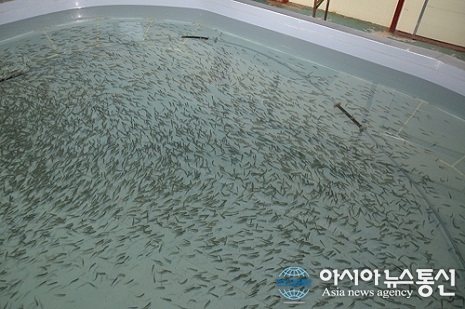 겨울축제 '무지개송어·산천어' 치어 유상분양