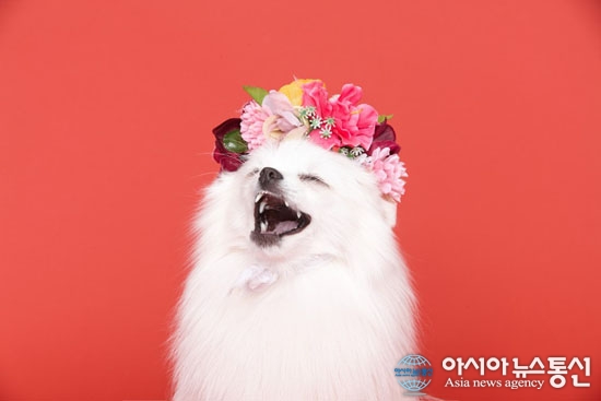 반려동물 사진관