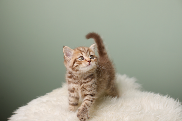 고양이분양 네발하우스, 전문적인 프리미엄 토탈서비스로 각광