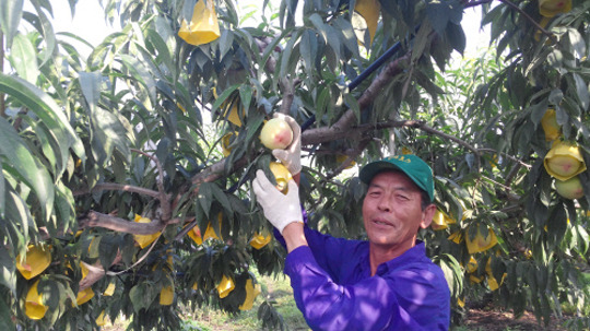 과일 수확
