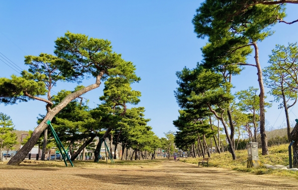 수원시,  노송지대에 노송 후계목 50주 심어
