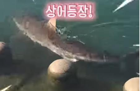 4. Analysis of the Shark's Feeding Activities and Cause of Entry into Urban Waterways 4. Analysis of the Shark's Feeding Activities and Cause of Entry into Urban Waterways