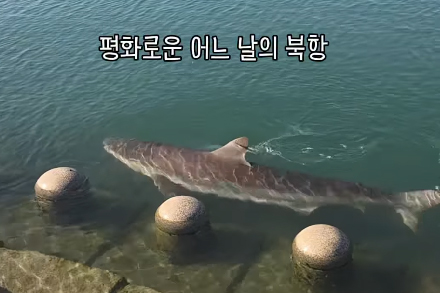5. Safety Guidelines and Warnings Regarding the Appearance of a Wild Shark 5. Safety Guidelines and Warnings Regarding the Appearance of a Wild Shark