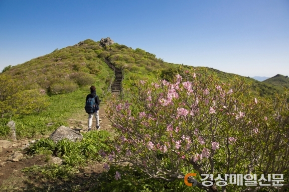 영주시 “소백산과 철쭉 매력에 빠져보세요”