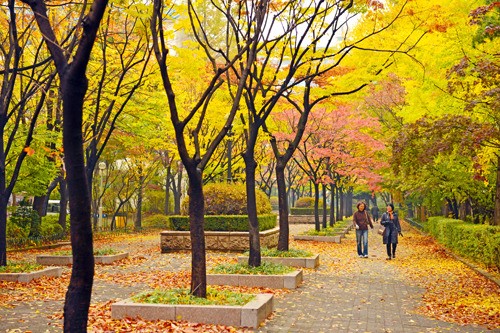 양천구 도심 아파트숲서 만난 가을
