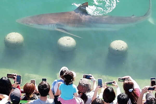 1. Identity and Background of the Busan North Port Shark 1. Identity and Background of the Busan North Port Shark