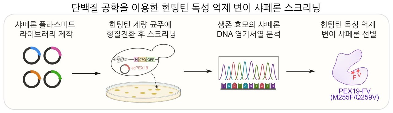 샤페론(378800) 관련 이미지 4