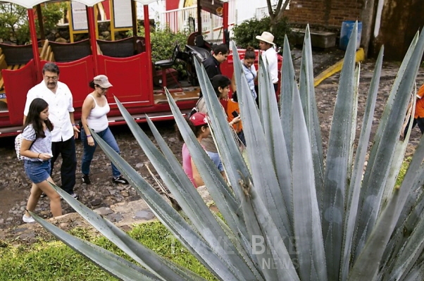 할리스코 데킬라 지역 (Jalisco Tequila Region)