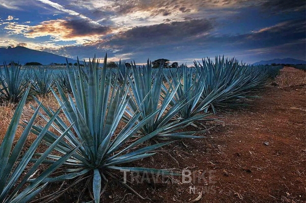 할리스코 데킬라 지역 (Jalisco Tequila Region)