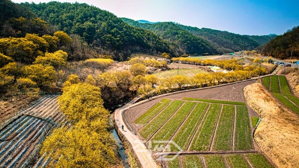 2026 산수유마을 꽃맞이 행사 일정과 장소