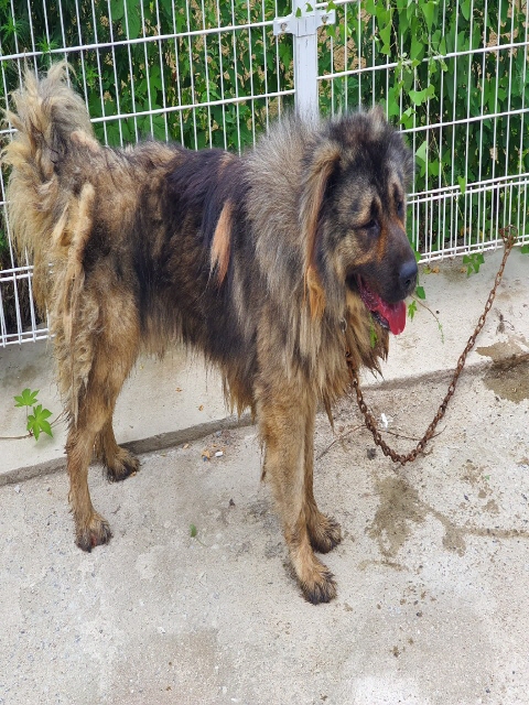 충북 충주 예성세경아파트단지에서 오브차카 발견 보호