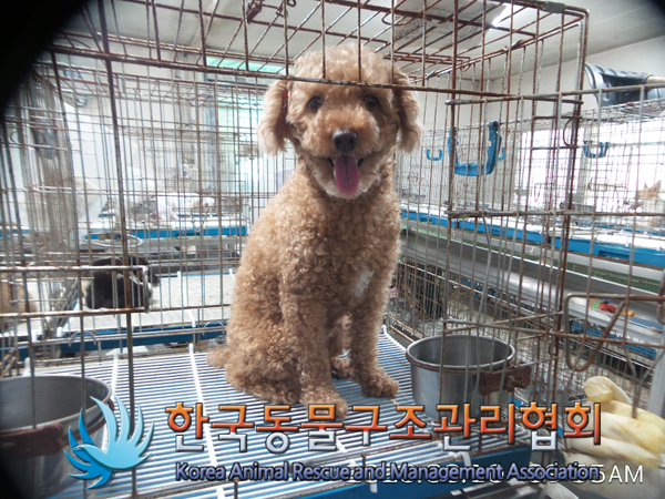 서울 동대문구 장안동 우성애비뉴아파트 인근에서 푸들 발견 보호