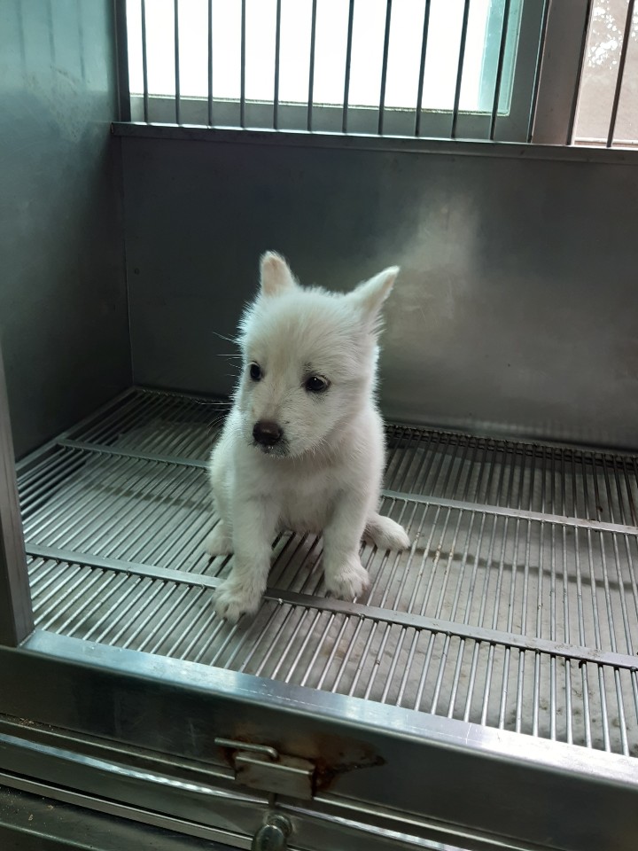 경북 영주시 동부3차아파트에서 흰색 강아지 발견 보호