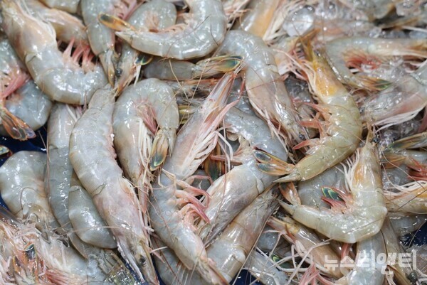 3. Boryeong Muchangpo Autumn Giant Shrimp & Hairtail Festival 3. Boryeong Muchangpo Autumn Giant Shrimp & Hairtail Festival