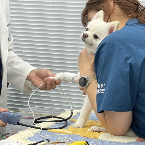 강아지 건강검진 패키지 (Dog Health Check-up Package)
